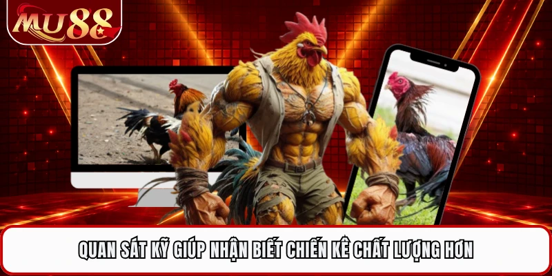Quan sát kỹ giúp nhận biết chiến kê chất lượng hơn